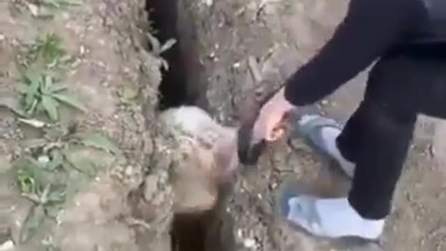 LITTLE KID HELP SHIP