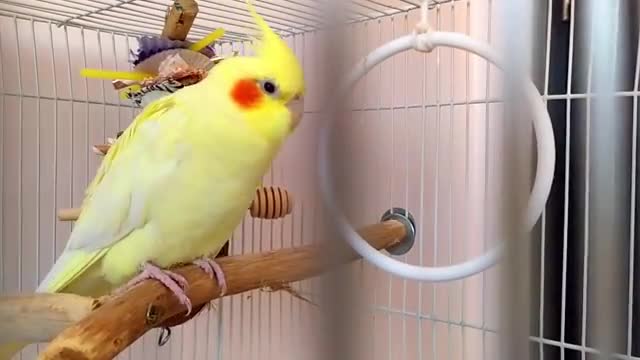 Intelligent birds