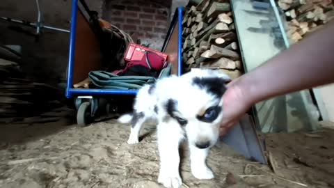 Funny and cute Puppies are playing, barking and howling