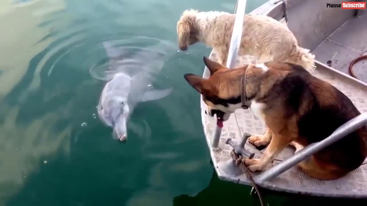 Dogs jump off the boat to catch a dolphin swimming near the boat