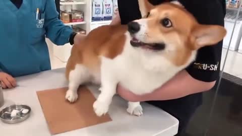 Corgi: If you slap me early, I will be honest