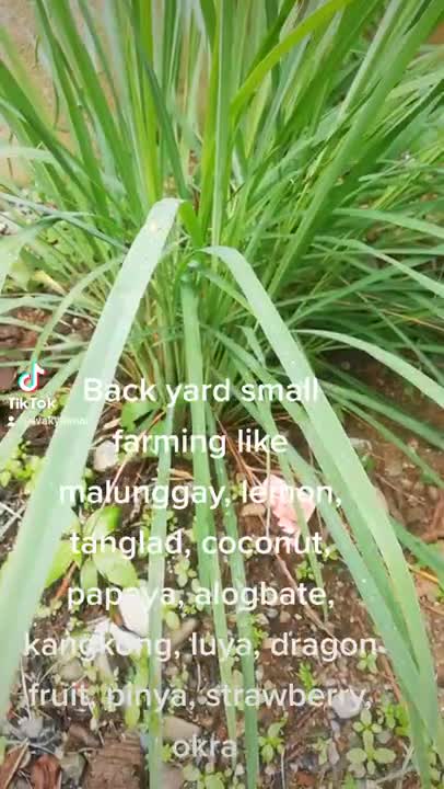 Farming at the backyard