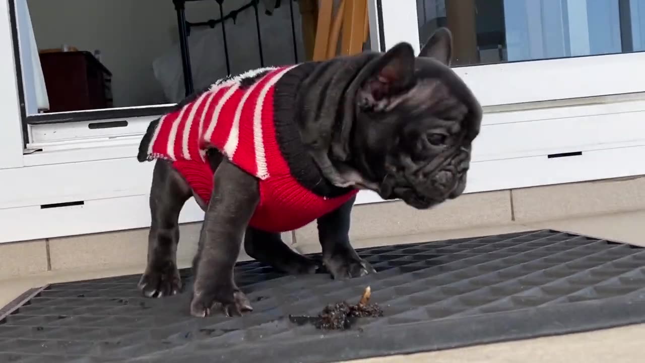 PIPER THE PUPPY DRINKING POTPLANT WATER//