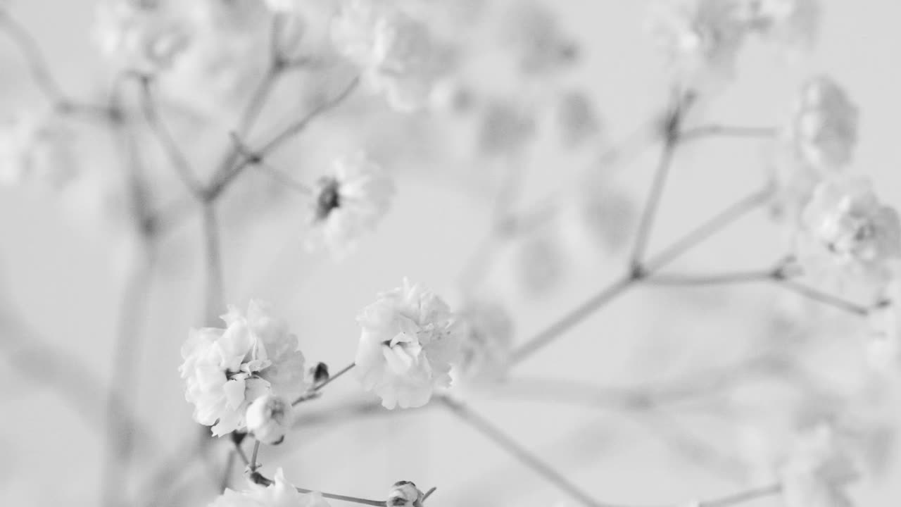 Baby's breath Flower