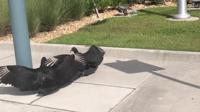 Vultures Stand Frozen Still in Time