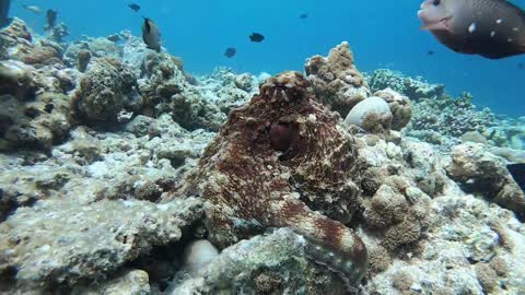 Maldives a snorkeling heaven