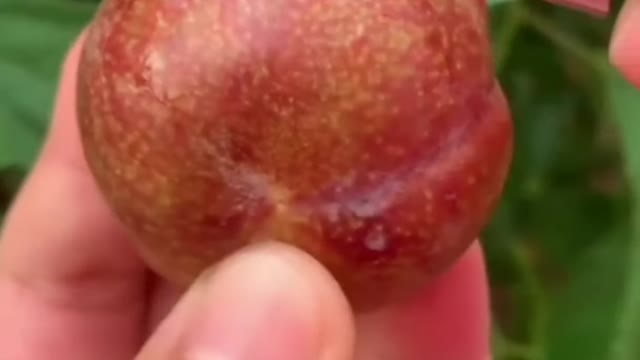πππ₯Farm Fresh Ninja Fruit Cutting (Desi Satisfying Fruit Ninja) ππ₯Fruit Ideas | Amazing Fruits ππ