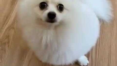 cute dog funny prank#shorts #dog #cat #funny animal video