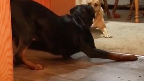The adopted puppy goes home for the first time