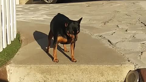 lucy overweight