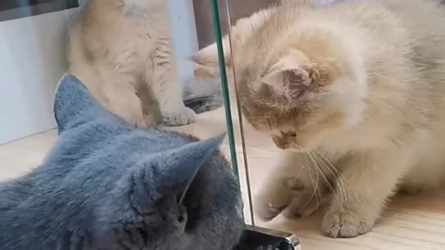 Its ears are especially sensitive when sleeping