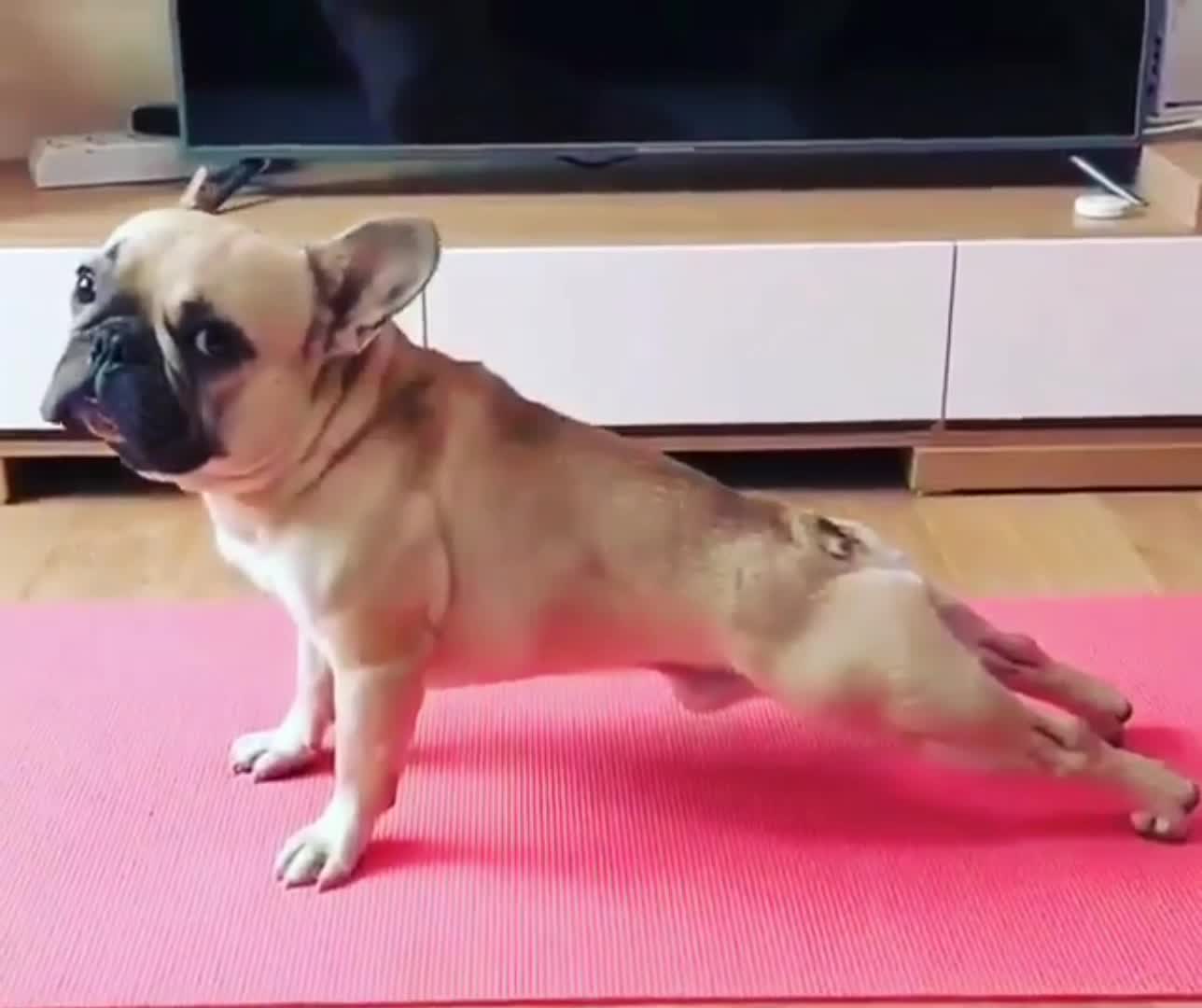 Doggie in aerobics kkkk