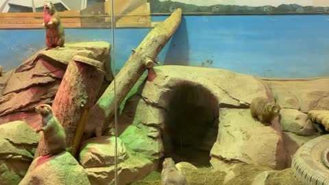 prairie dog family