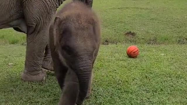 Baby elephant plays football