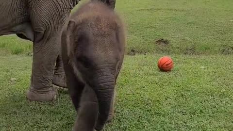 Baby elephant plays football