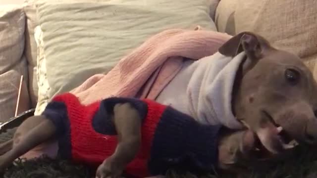 Grey dog in red shirt biting on grey dog with blue shirts face