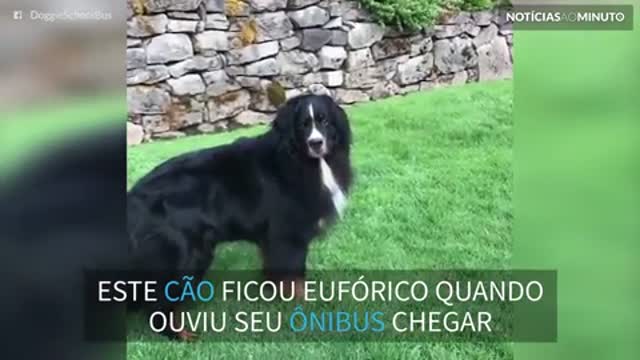 Cão fica eufórico quando ouve ônibus chegar