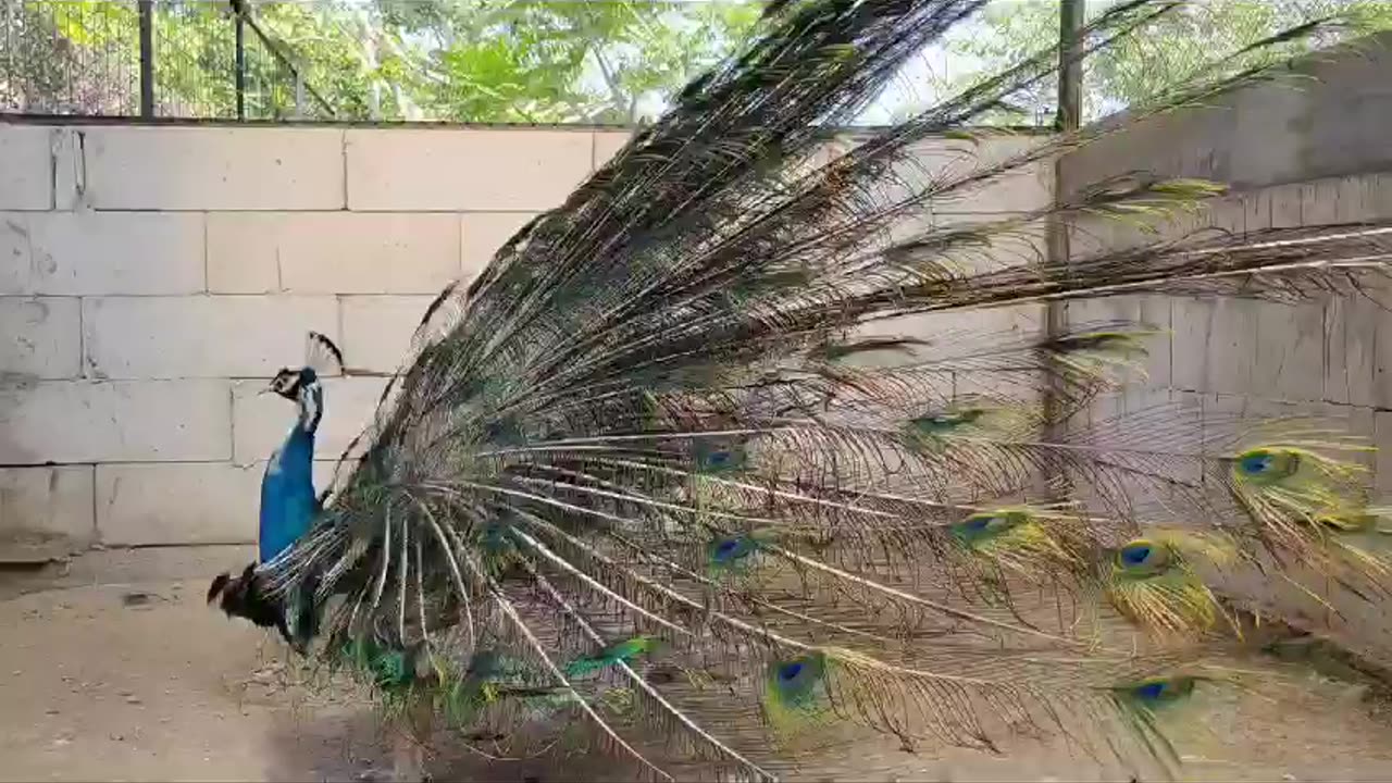 beautiful cute dancing male Peacock attract female lady- tarian maut narik cewe wanita burung Merak