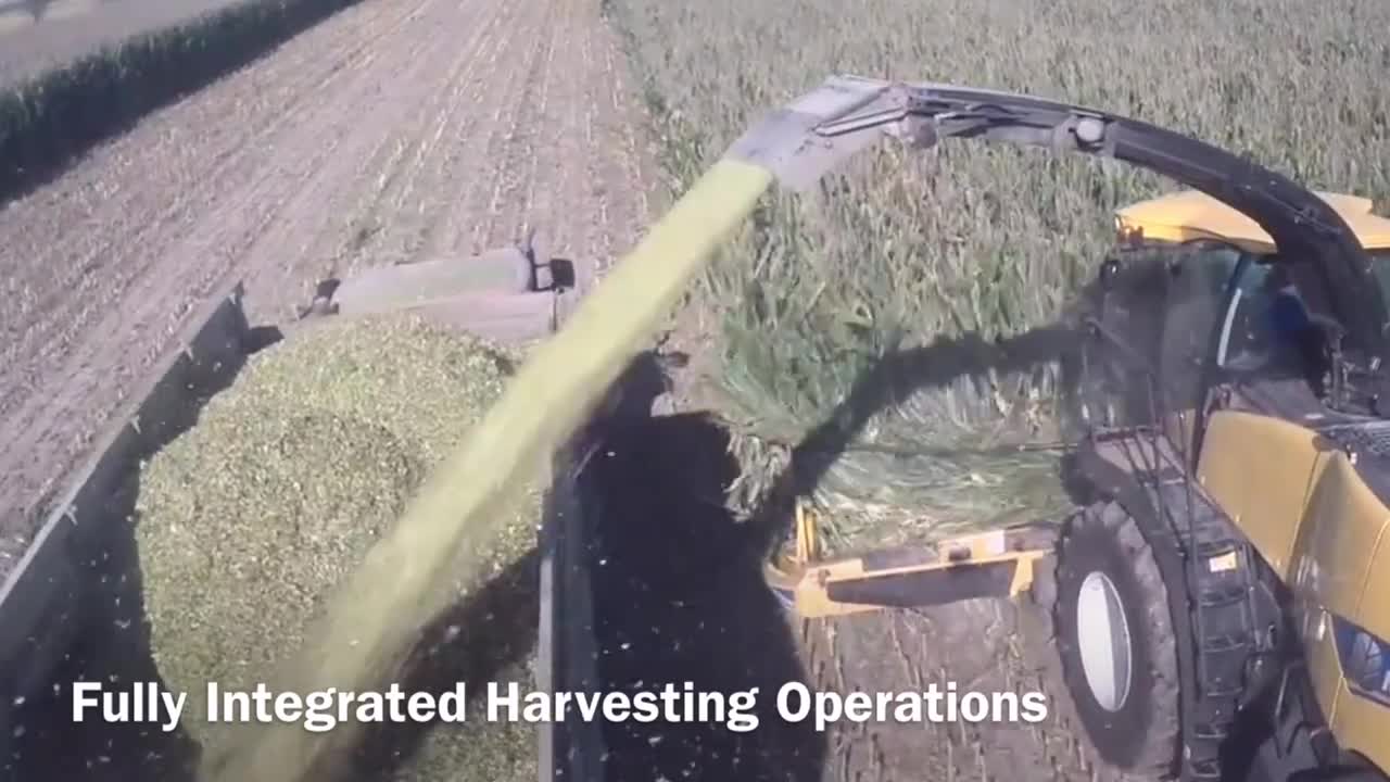 Nutrimeal Corn Silage in India