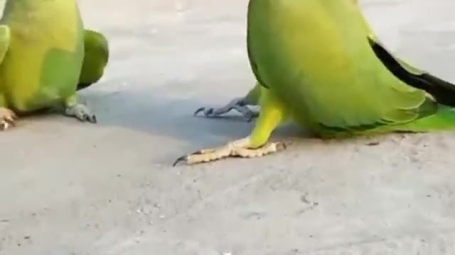 Parrot talking in sweet voice,Cute parrot talking