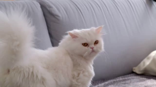 Close-up shot of Cat combing with a special brush. Cat is looking into the camera