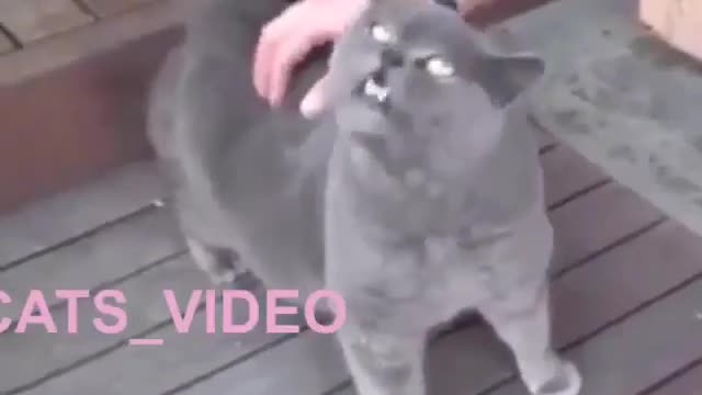 Funny and Cute Cat Videos #243