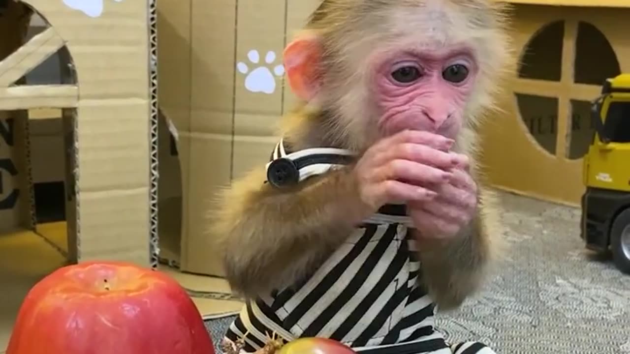 monkey vs fruit enjoymoment. very funny video