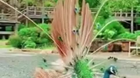 Beautiful Peacock Dance :-) ☆