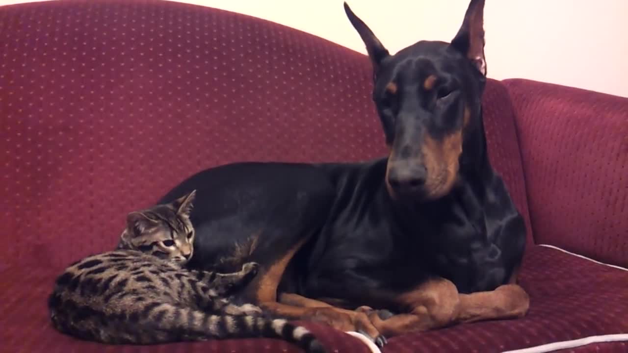 Doberman Loves His Bengal Cat