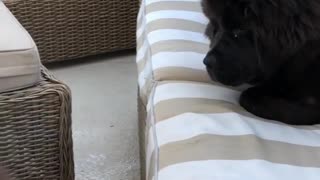 Dogs Fight Over Little Toy