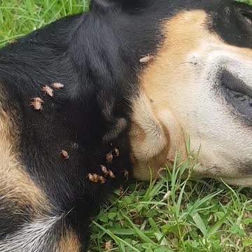 Female dog suffers hundreds of blood sucking flies