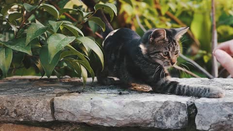 Cat playing with girl