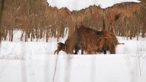 European roe deer (Capreolus capreolus) in the winter forest