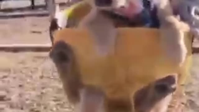 Wow! Very Nice Baby Dogs -Cute And Funny Dog Videos Compilation #short