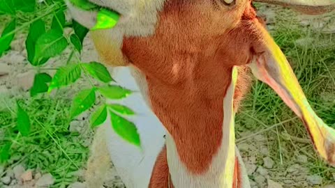 Bakra