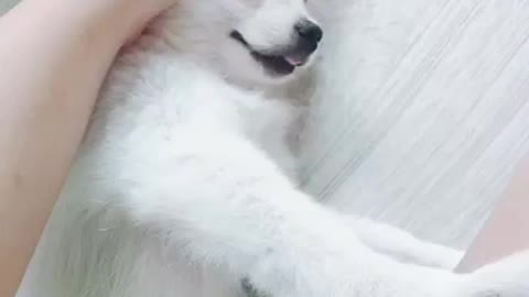My sleeping dog is so cute.