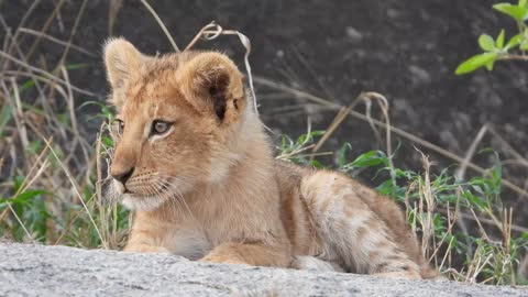 Little lion sitting in battle field