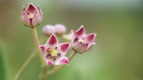 flower background video