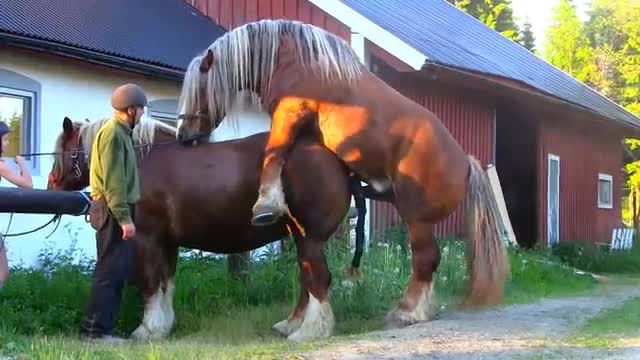 Horse