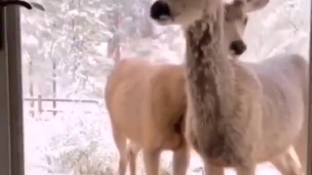 Curious deer at the doorstep!! #deer #animal
