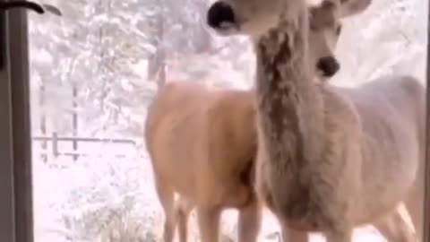 Curious deer at the doorstep!! #deer #animal