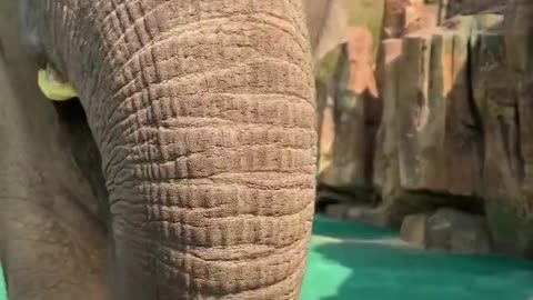 Banana eating elephant