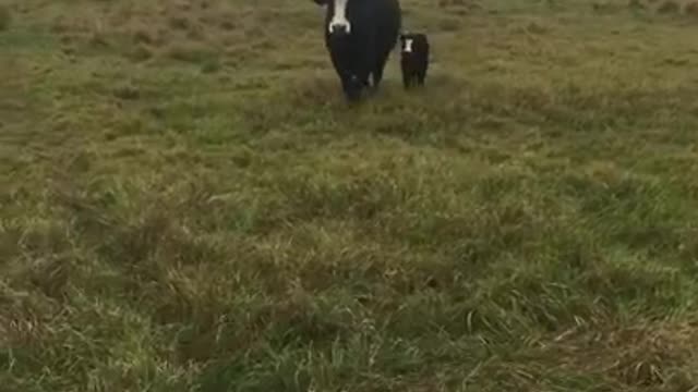 cow brings her baby to greet people