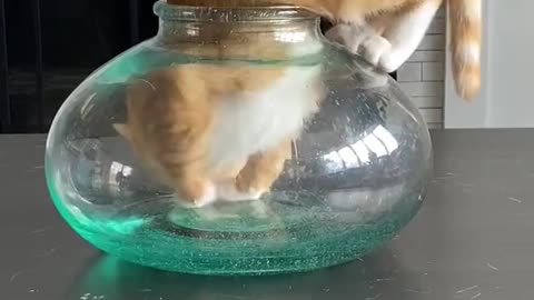 Escape cat