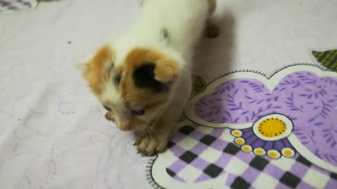 3 Weeks Old Baby Cats Walk On Bed