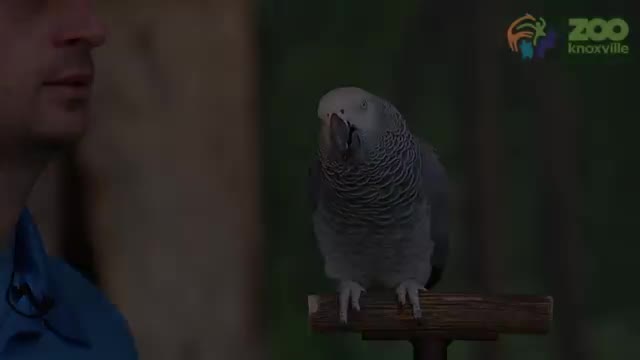 Einstein African grey talking parrot