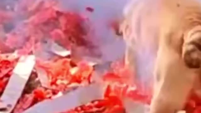 Este Perro Juega Con Pólvora Y No Le Tiene Miedo