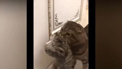 Funny Cats and Dog Videos