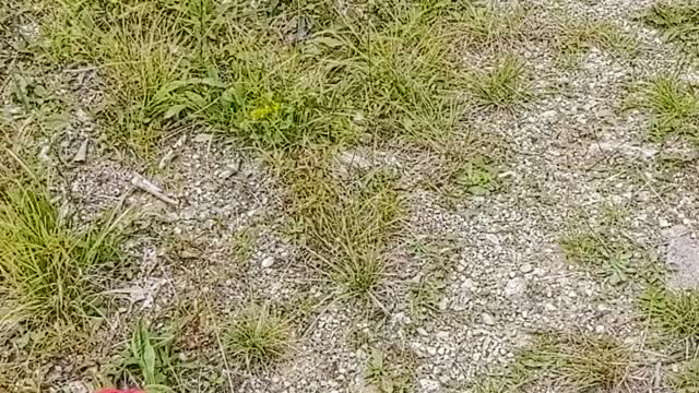 Jasper The Shiba Inu Hiking