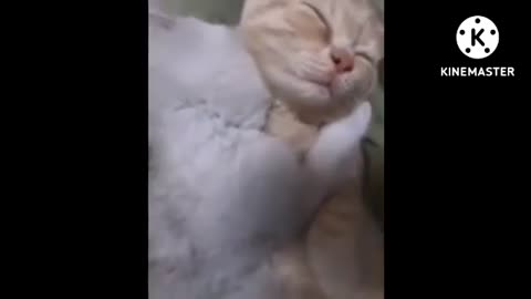 Funny Animal video part-2 😂😂😂😂😂😂😂😂😂😂😂